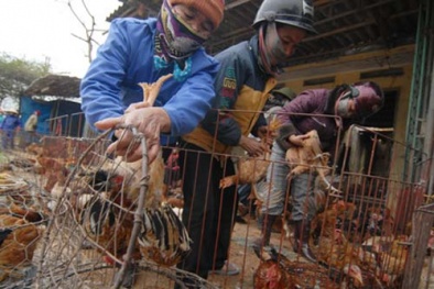 Gà thải loại dễ lên bàn nhậu